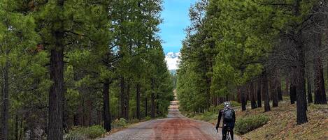 A cyclist on a gravel road flanked by tall pine trees.