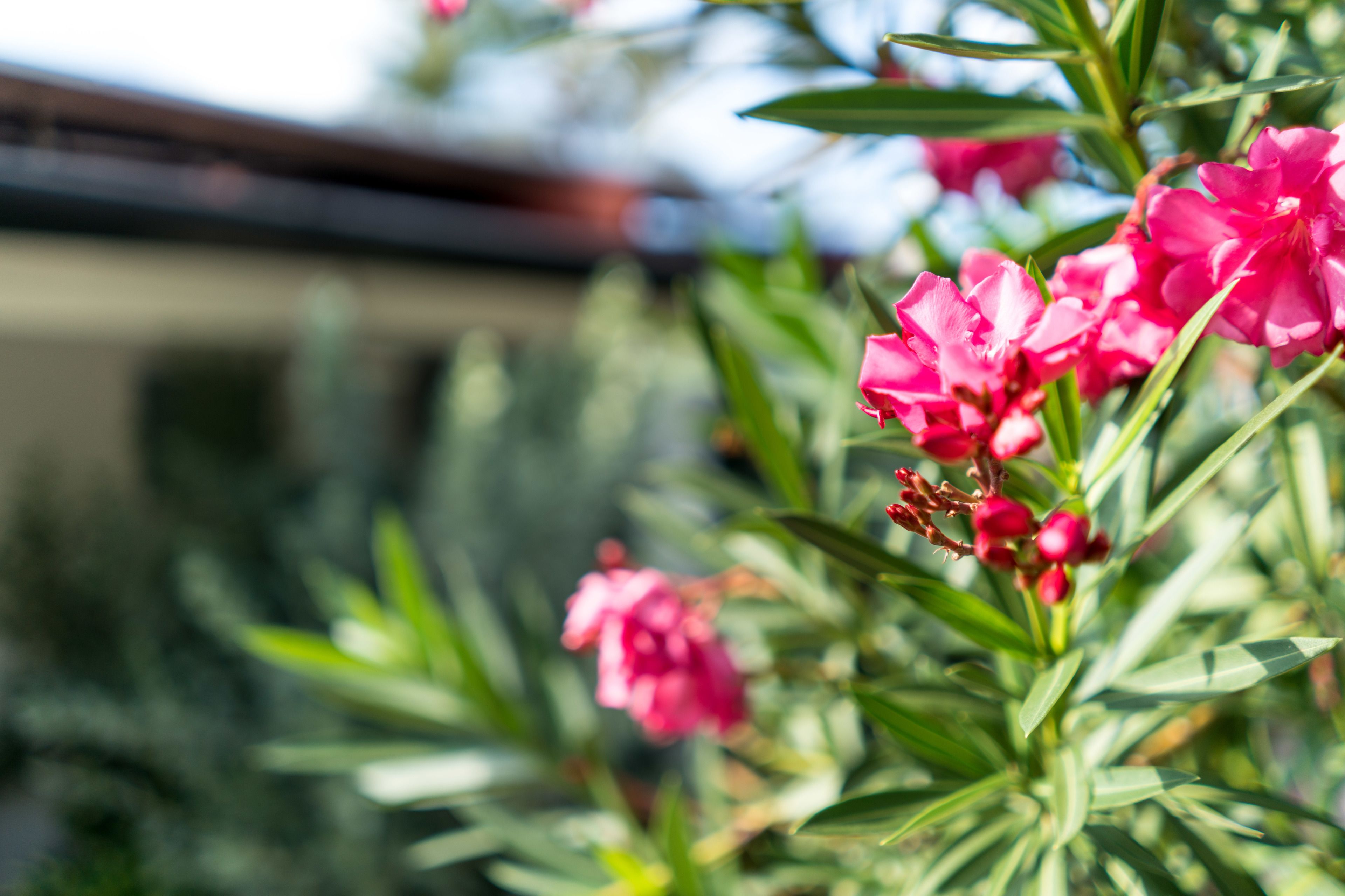 A close-up of pink flowers with green leaves.