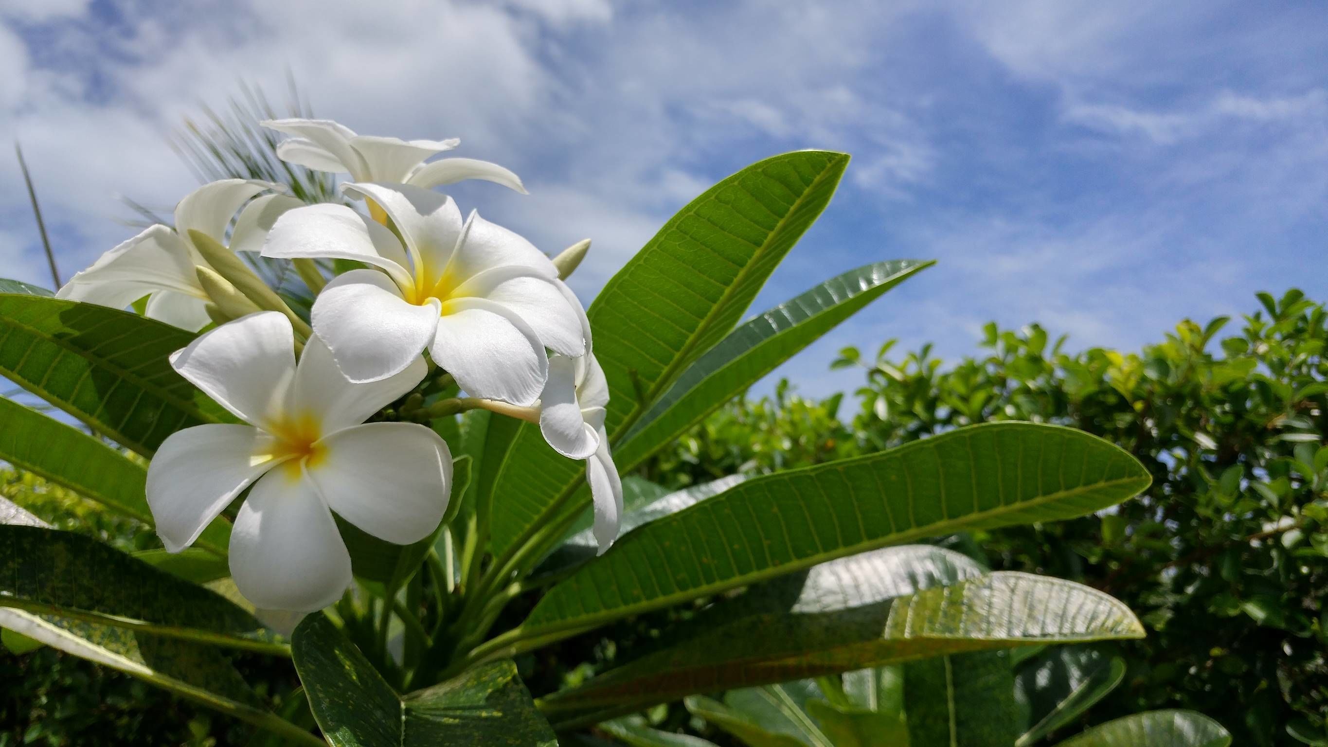 White flowers with yellow centers and green leaves against a blue sky.