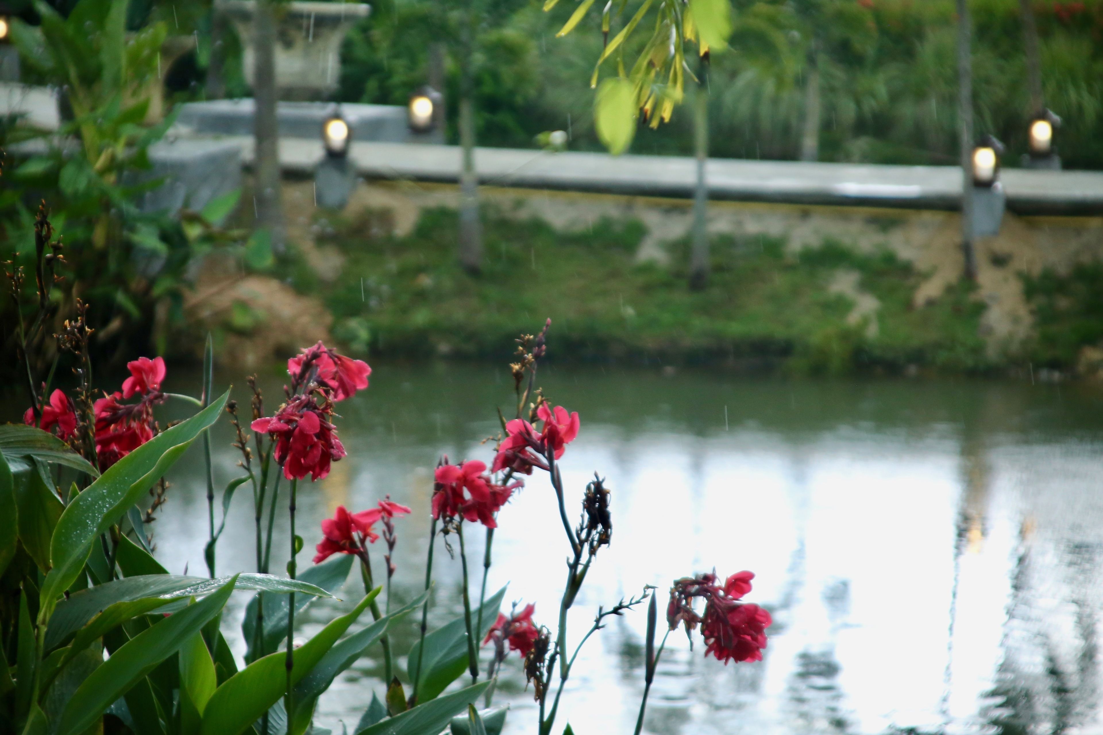 A garden with water lilies and red flowers by a pond.