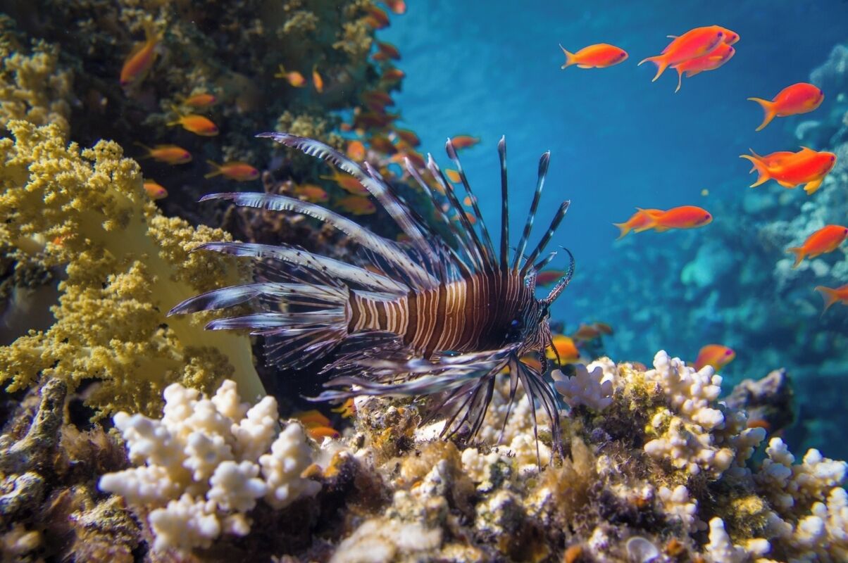 Un pez león con numerosas aletas y un patrón a rayas, rodeado de coral y pequeños peces anaranjados en un entorno submarino.