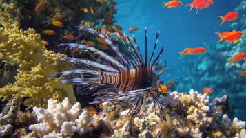 Un pez león con numerosas aletas y un patrón a rayas, rodeado de coral y pequeños peces anaranjados en un entorno submarino.