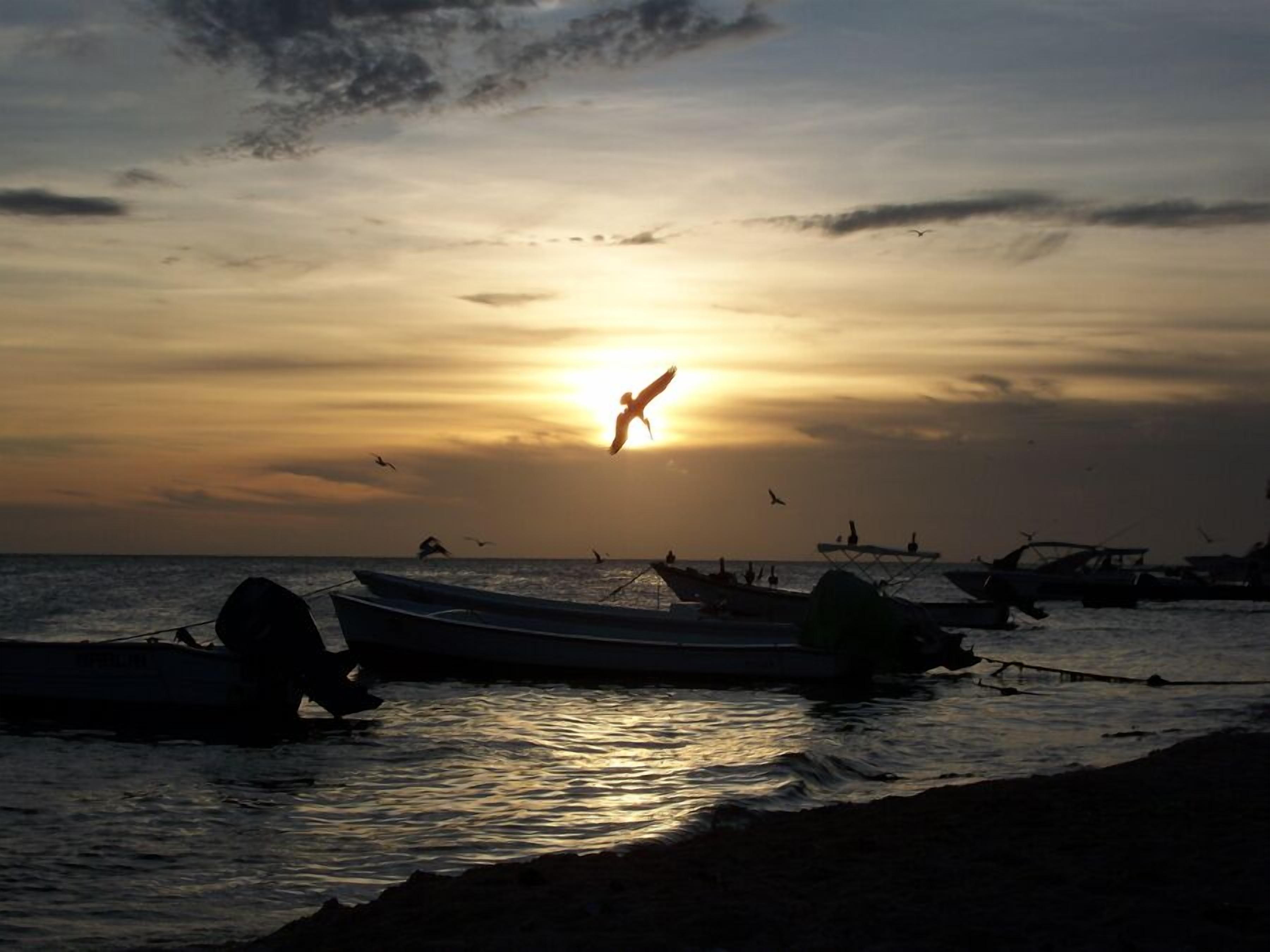 Een zonsondergang boven een wateroppervlak met boten en een vliegende vogel.