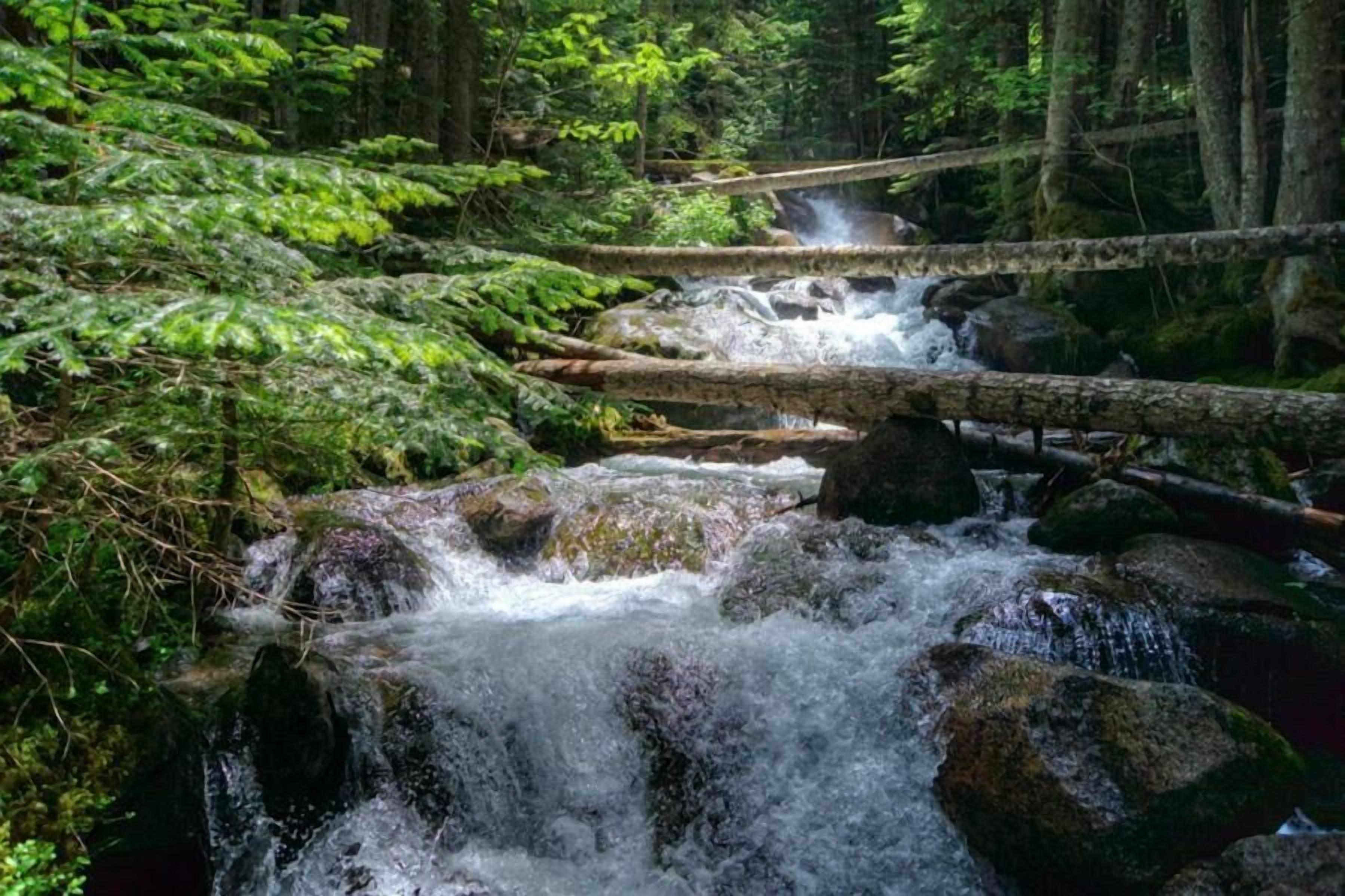 A forested area with a flowing stream over rocks, surrounded by dense green foliage.