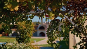 En vingård med et pergola-lignende konstruktion, en sti og en bygning i baggrunden.