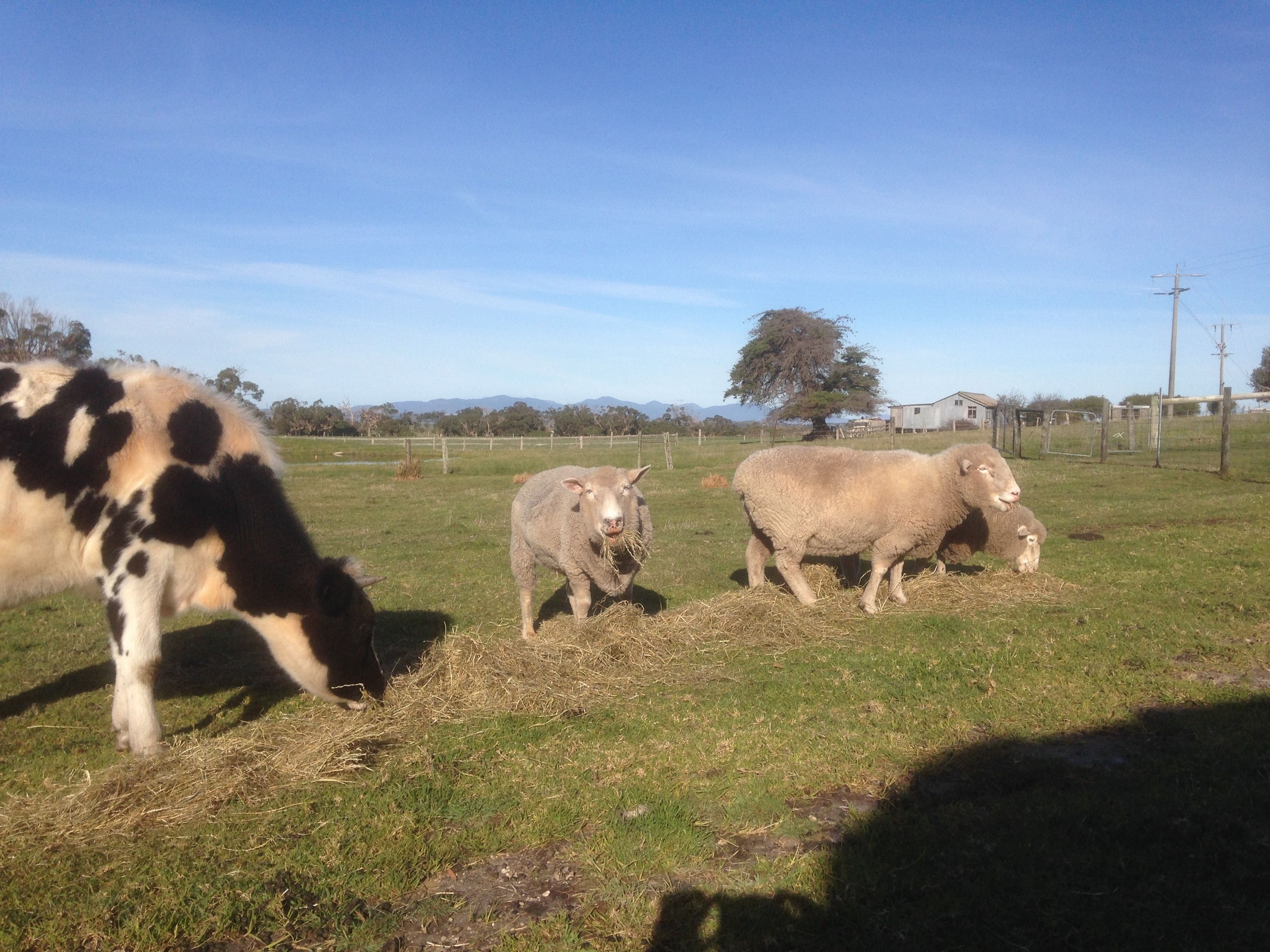 A grassy field with a cow and two sheep grazing.