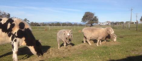 A grassy field with a cow and two sheep grazing.