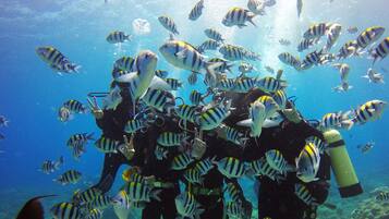 A large group of divers surrounded by a school of fish in clear blue water.