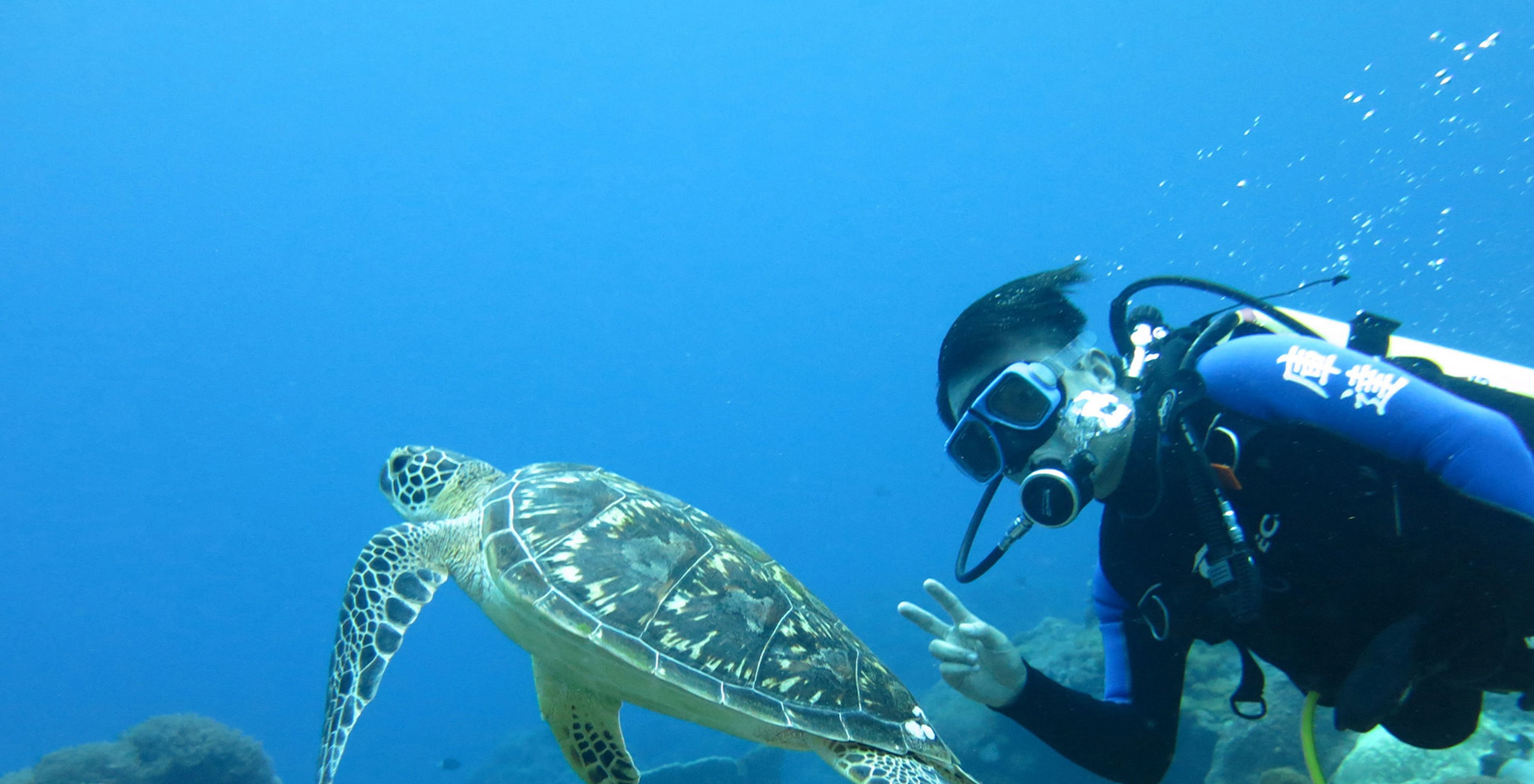 Een duiker met duikmasker en vinnetjes die een zeeschildpad benadert.