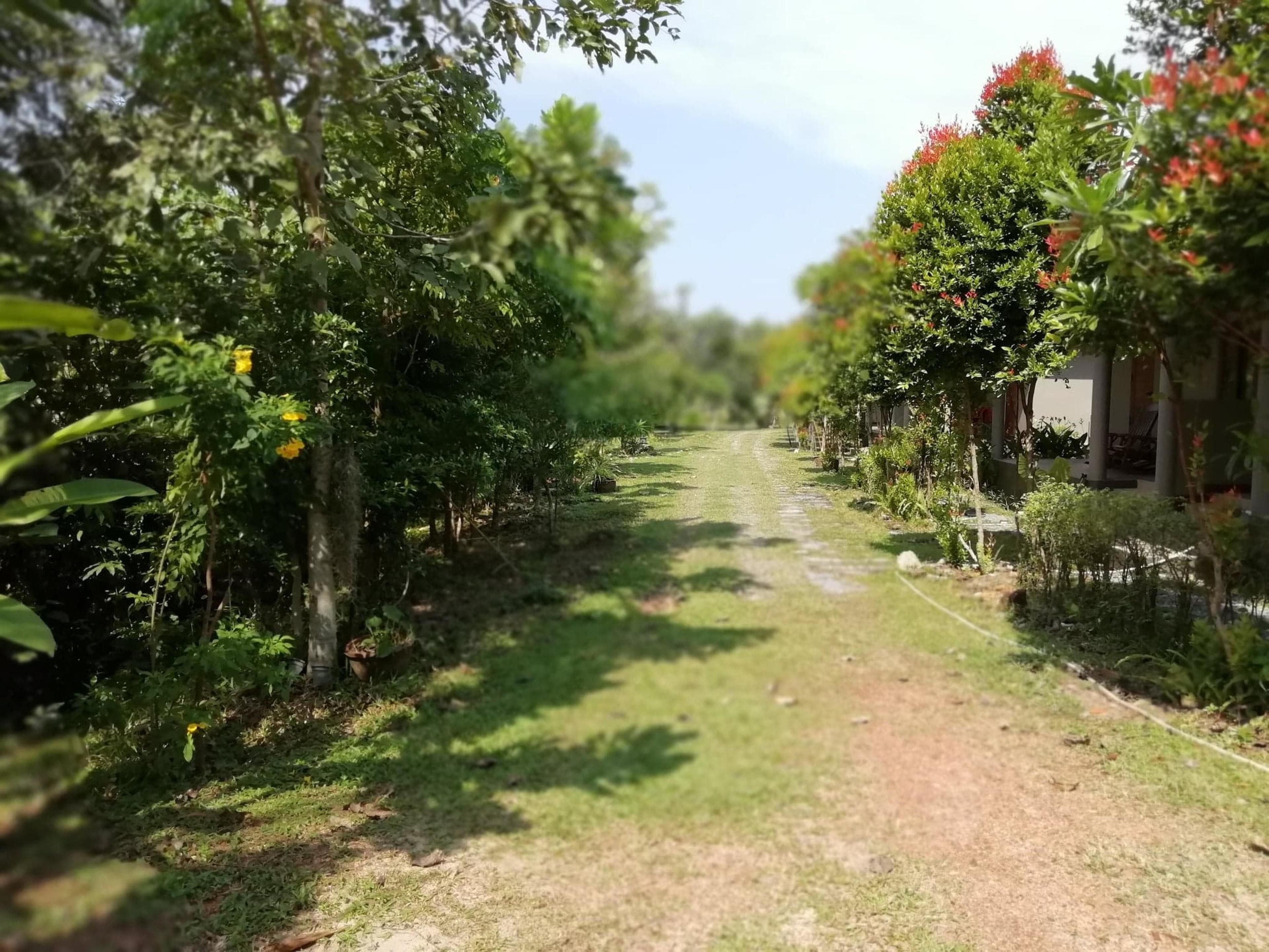 A pathway flanked by lush greenery and trees, leading to a building with a covered seating area.
