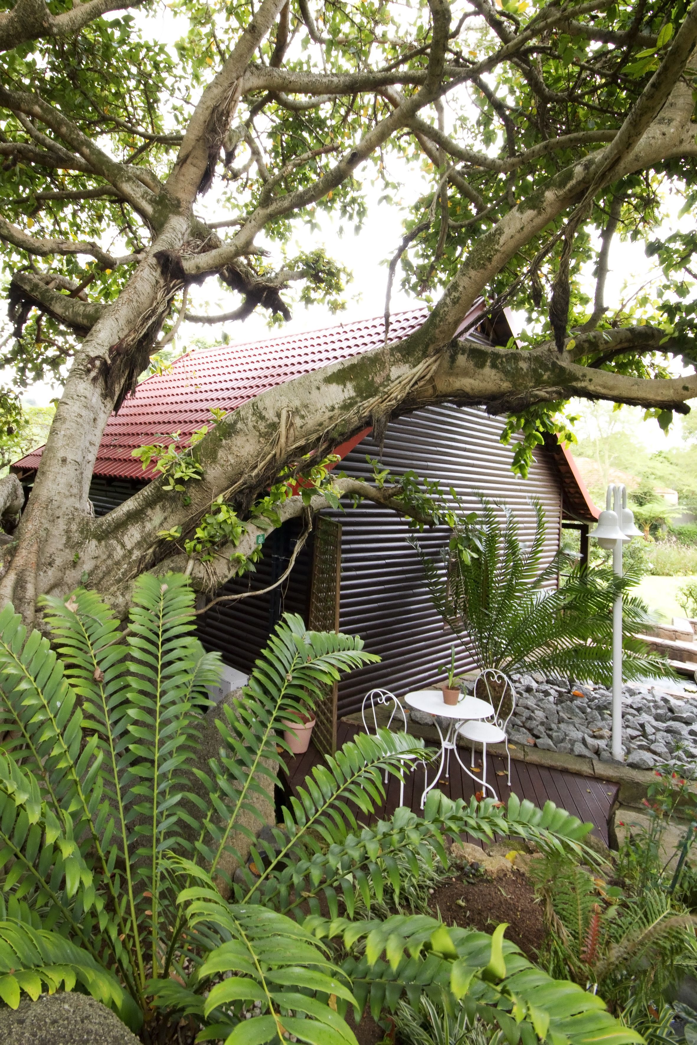 A rustic building with a corrugated metal roof, surrounded by lush greenery and a large tree.