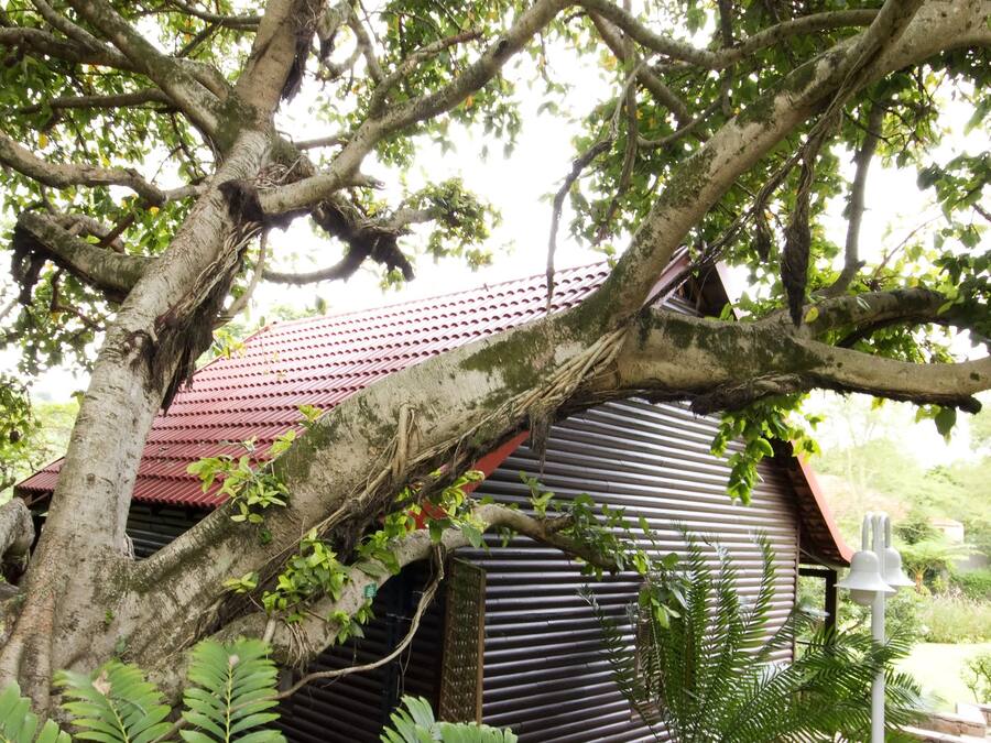 A rustic building with a corrugated metal roof, surrounded by lush greenery and a large tree.