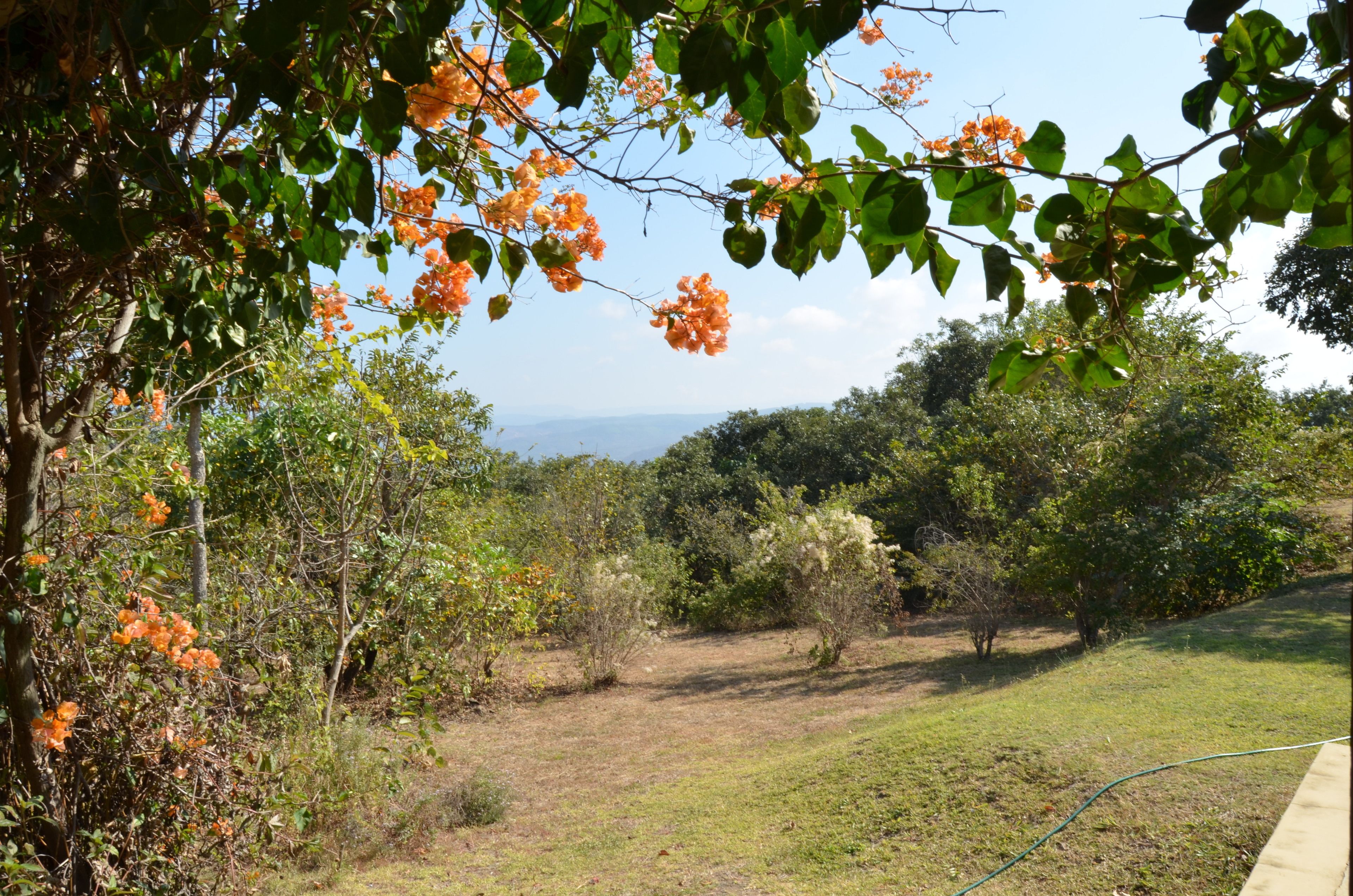 A garden with various trees and shrubs, a grassy area, and a view of the sea.