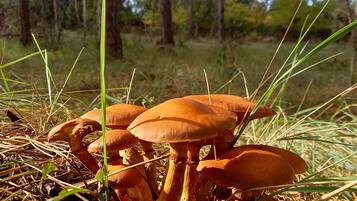A group of orange mushrooms growing among pine needles and grass in a forest.