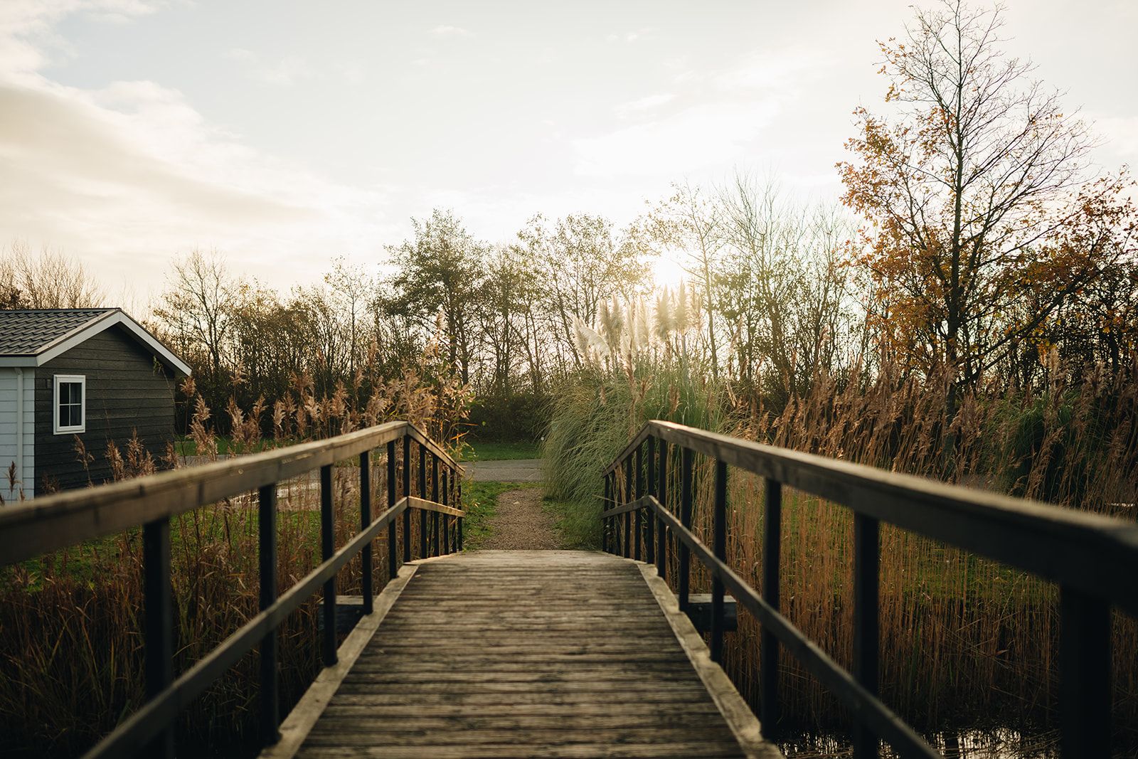 A wooden bridge leading to a house surrounded by tall grasses and trees.
