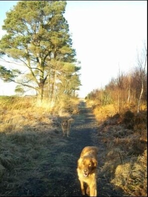 Jardines del alojamiento