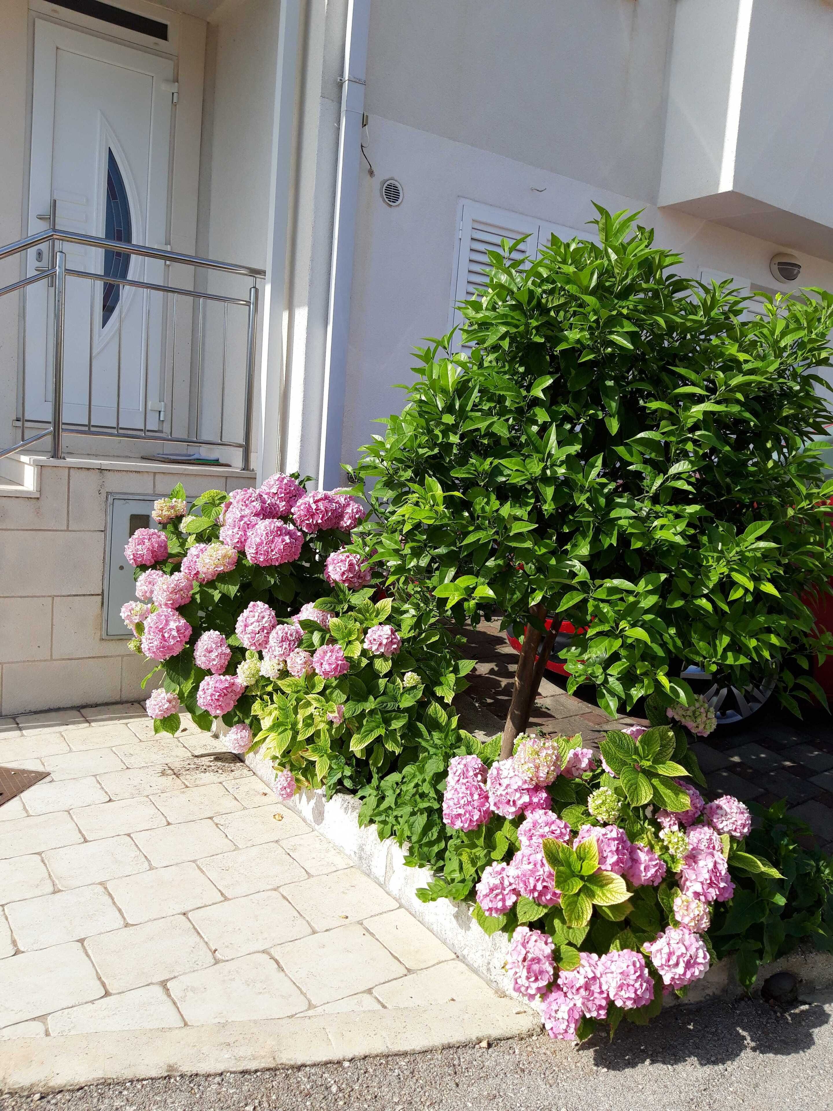 Apartment (Apartments Pojko - One-Bedroom Apartm) | Garden