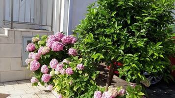 Apartment (Apartments Pojko - One-Bedroom Apartm) | Garden