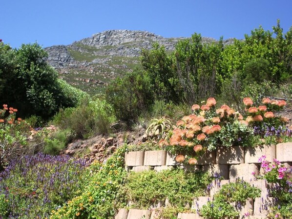 A garden with various plants and flowers, a rocky hillside in the background, and a clear blue sky.