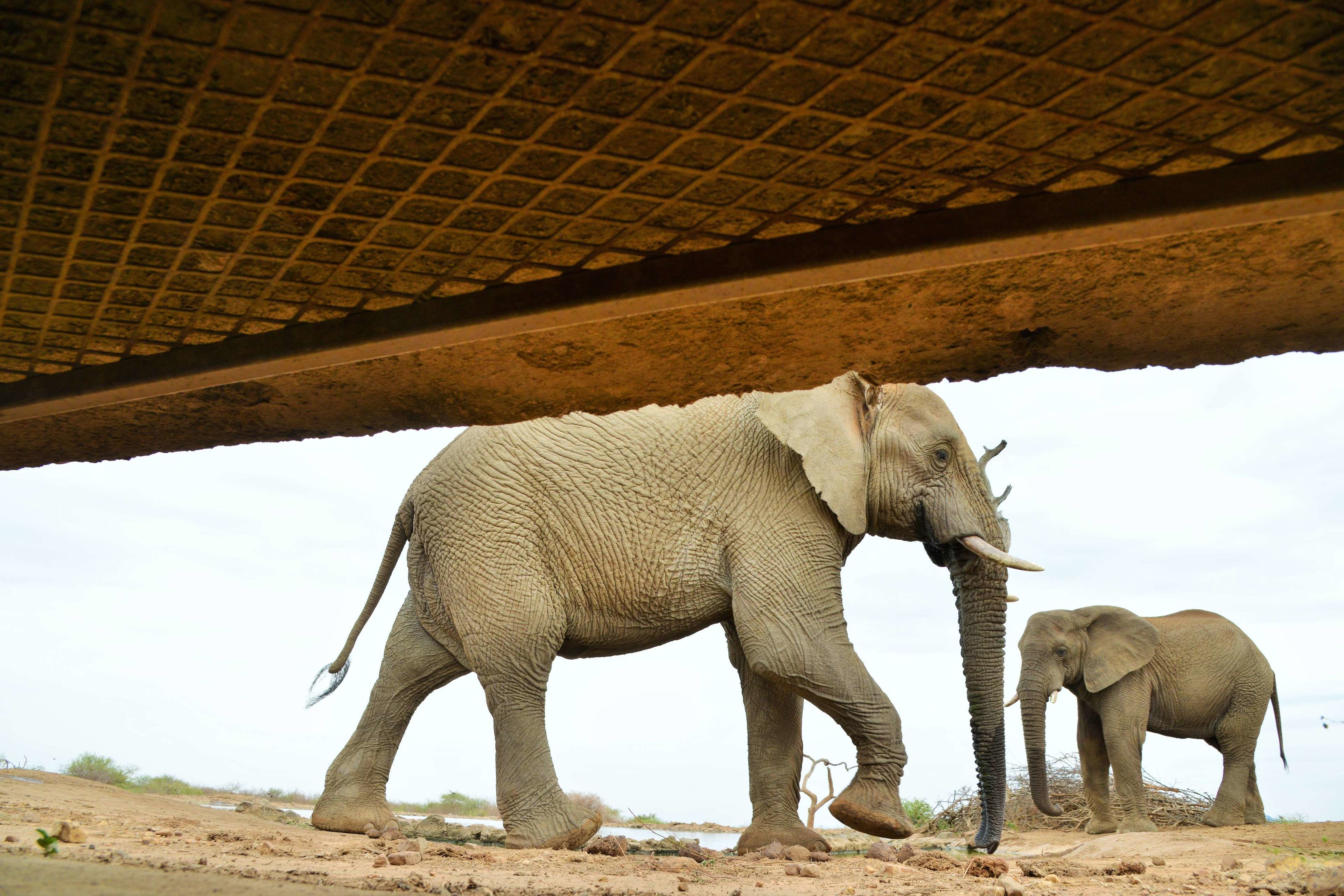An elephant under a bridge.