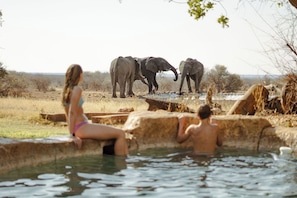 Outdoor pool, pool umbrellas, sun loungers - Last Word Madikwe (Ramotshere Moiloa)