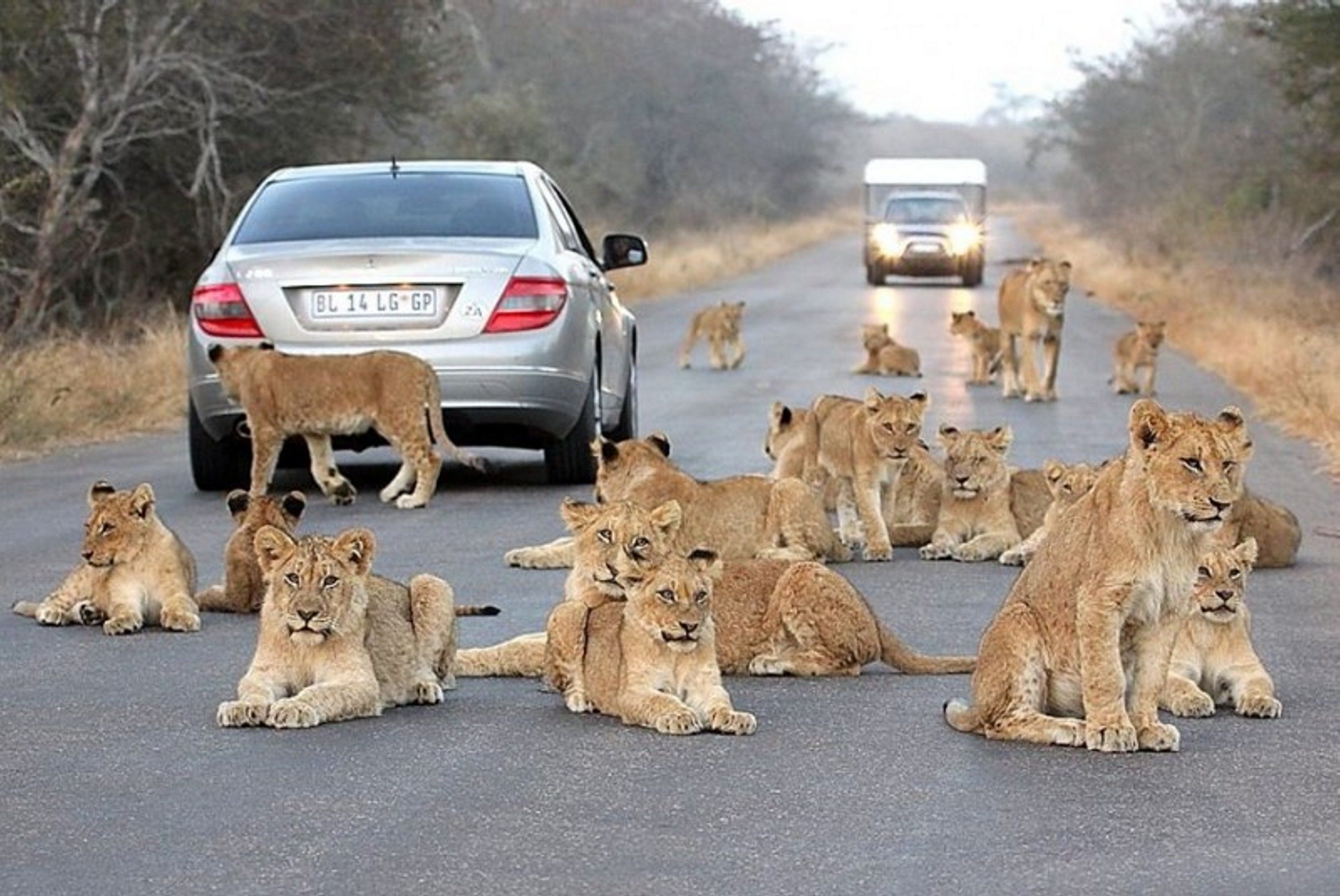 A group of lions on a road with vehicles.