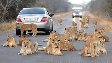A group of lions on a road with vehicles.