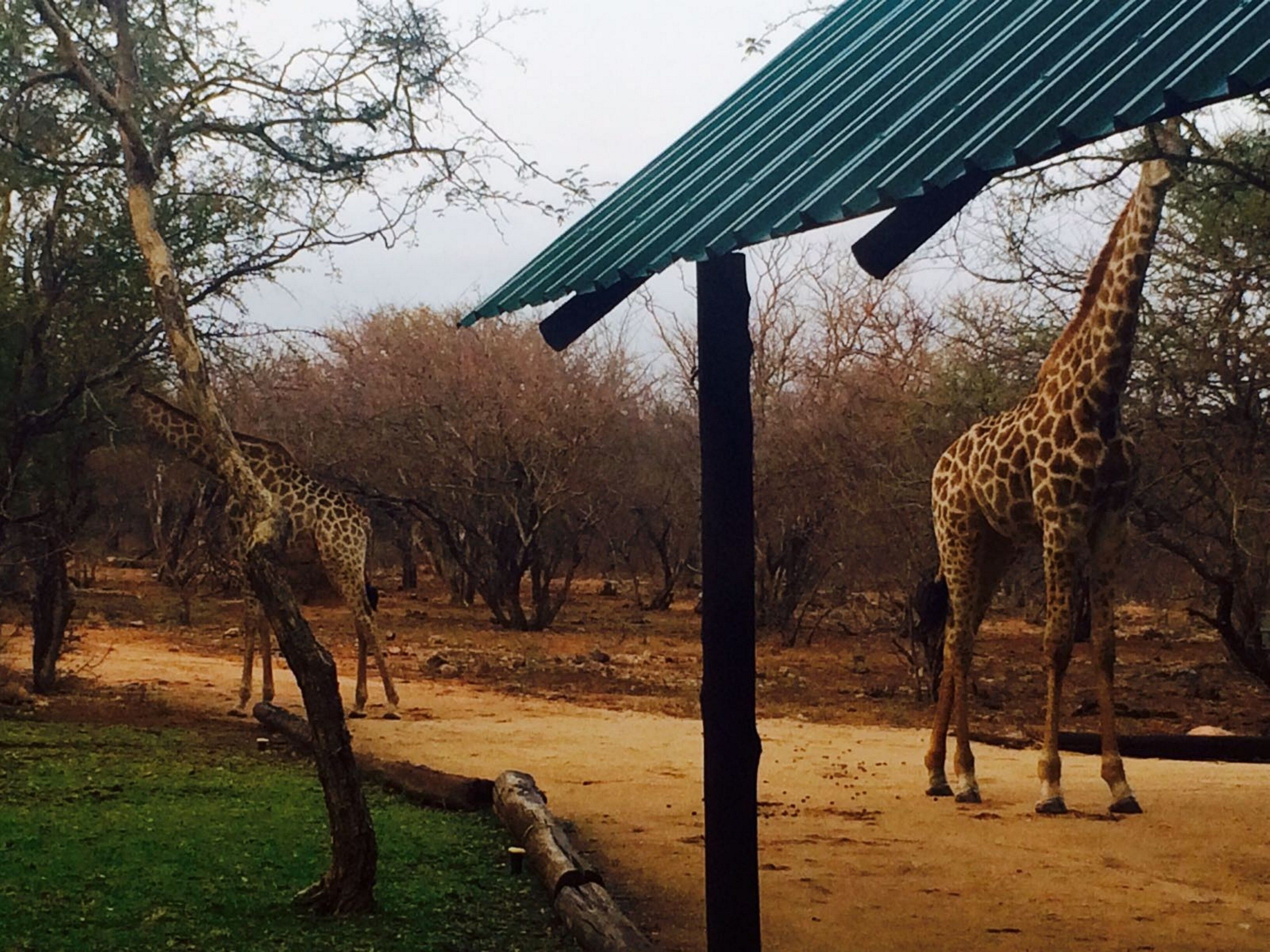 Two giraffes in an enclosure with a dirt ground and sparse trees.