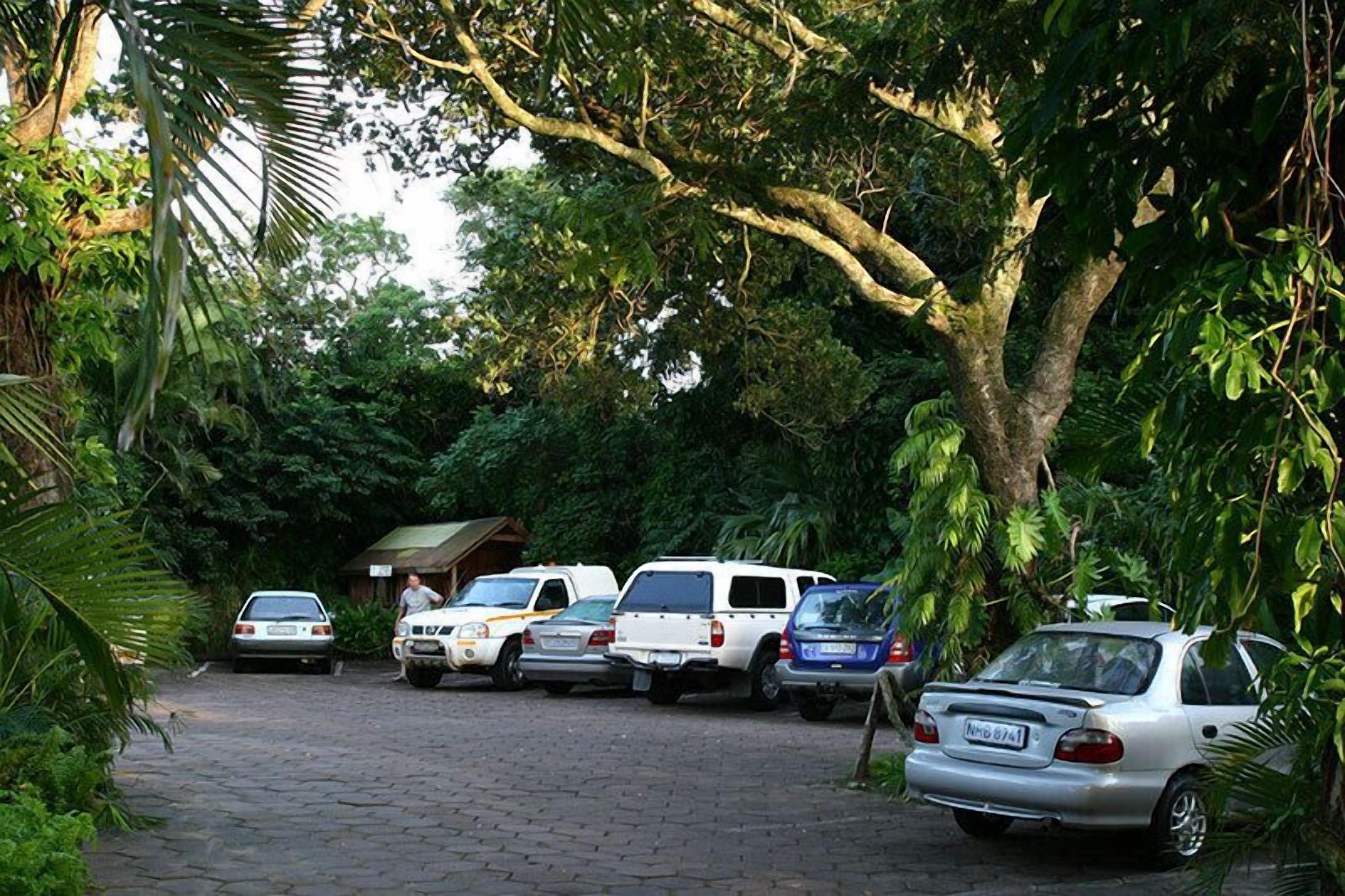Un área de estacionamiento con varios coches aparcados bajo un árbol grande.