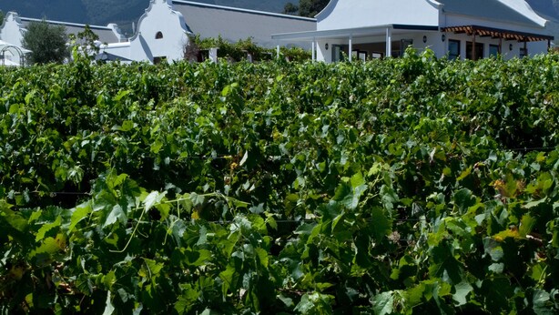 A vineyard with rows of grapevines in the foreground and a white building with a distinctive roof in the background, set against a backdrop of mountains. - Dunstone Country House (Wellington)