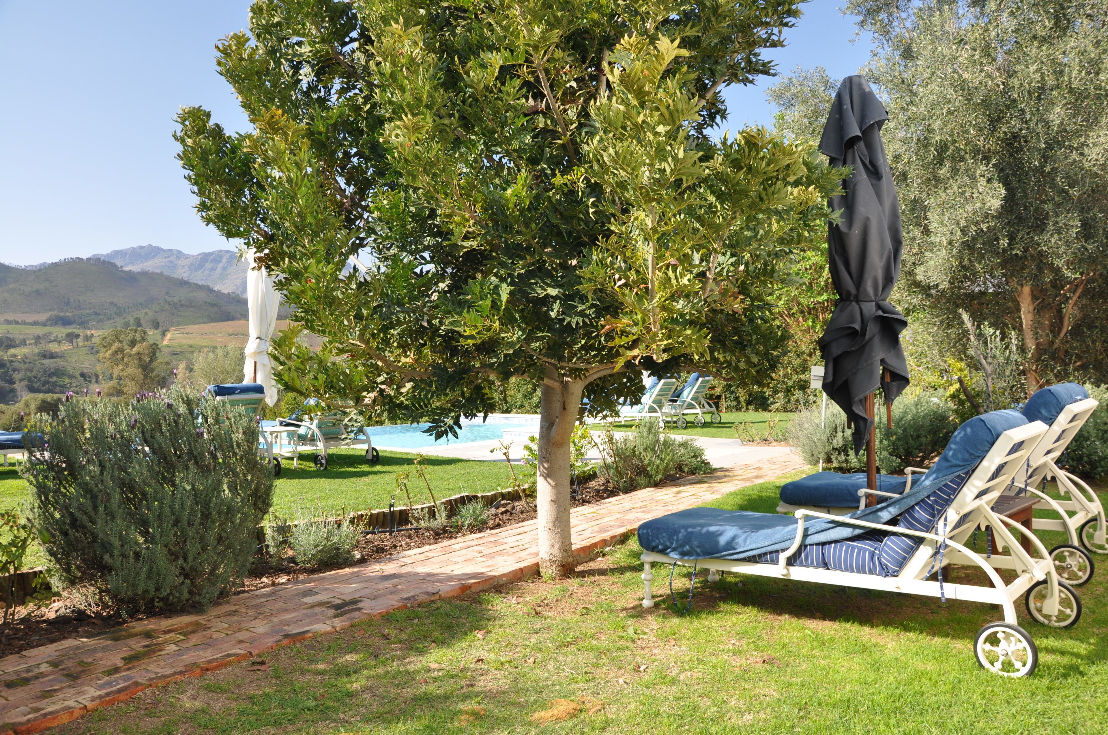 A garden with a pool, lounge chairs, and a tree.