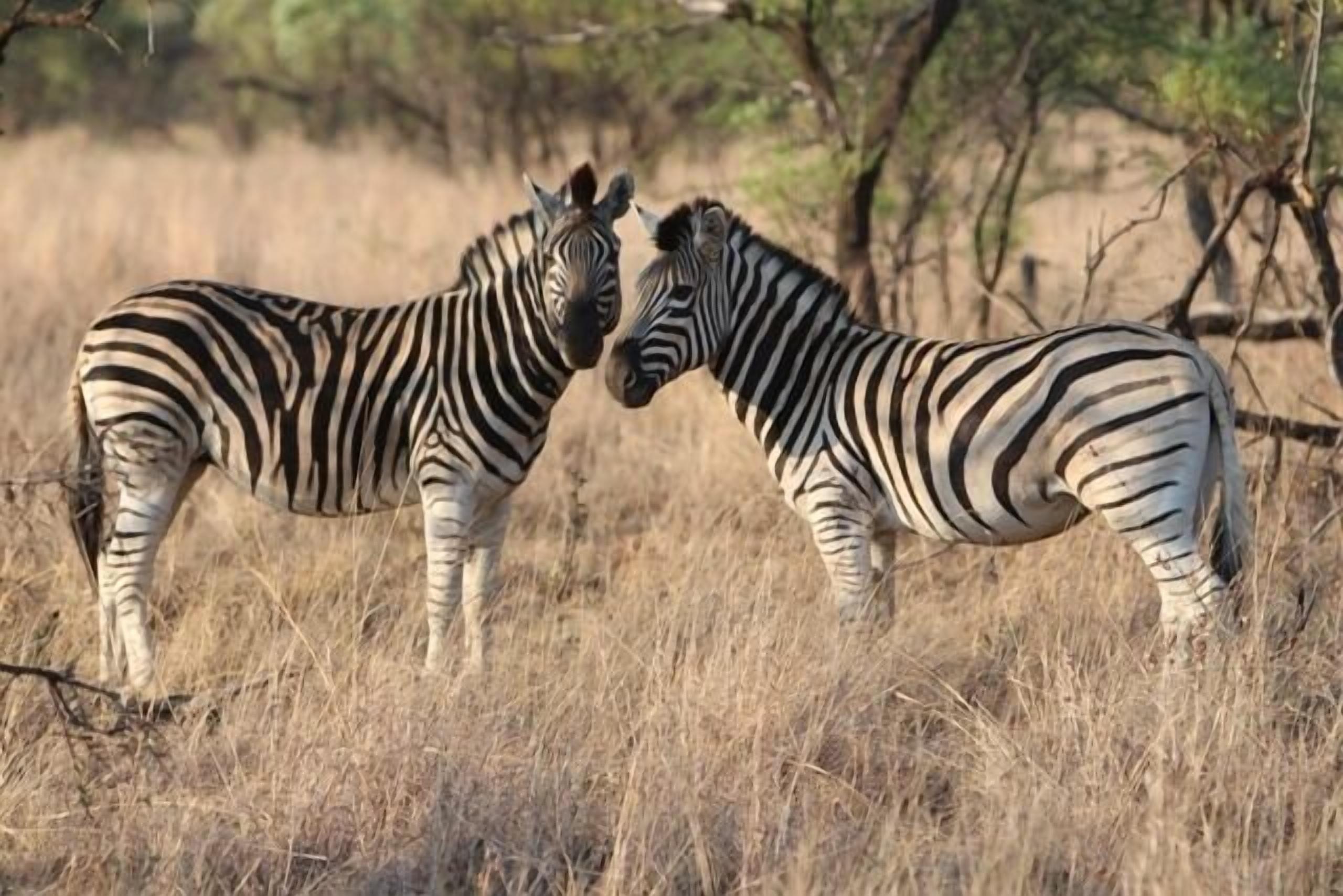 Zwei Zebras stehen in einem trockenen Grasland mit vereinzelten Bäumen im Hintergrund.