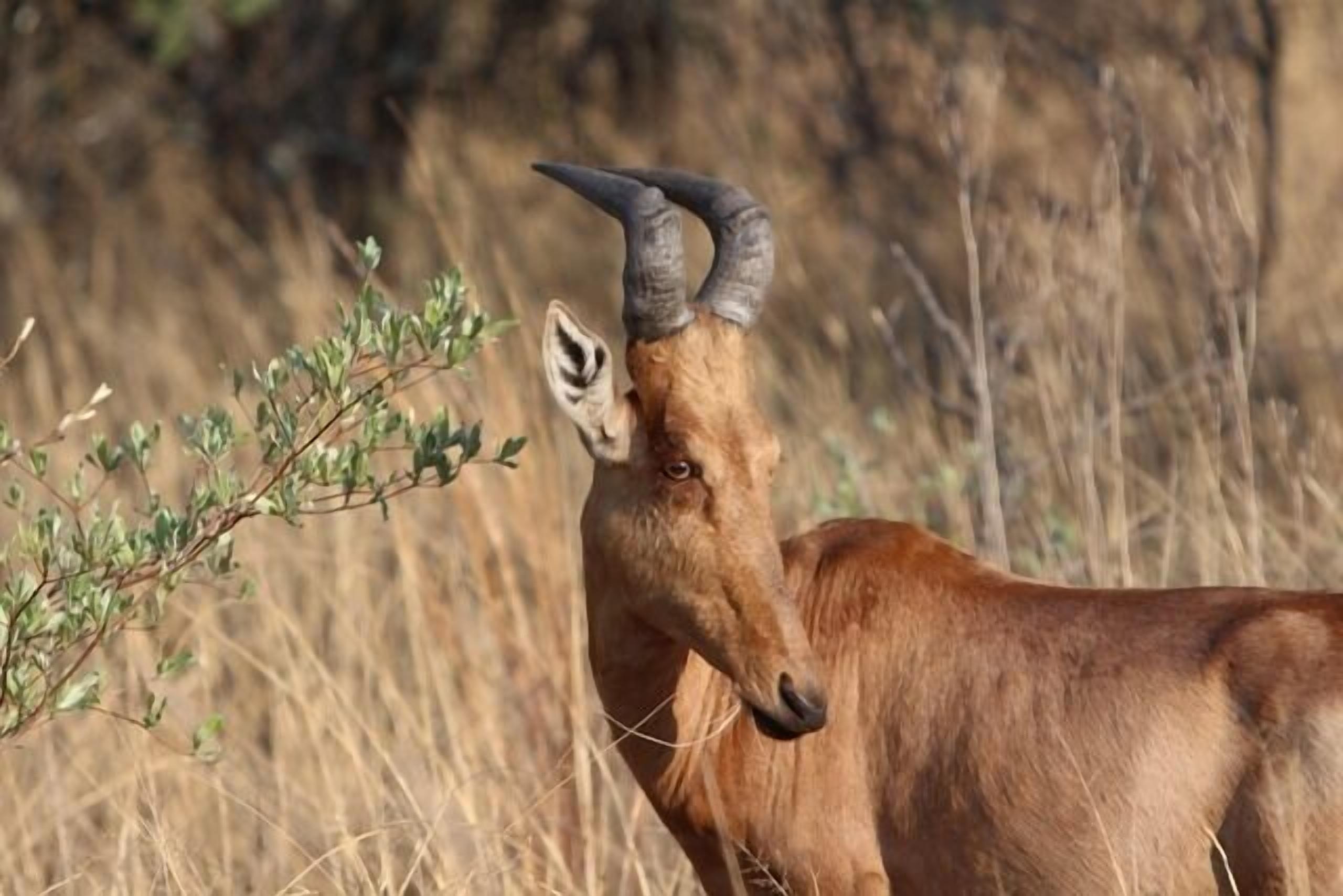 A deer with prominent antlers in a natural setting.