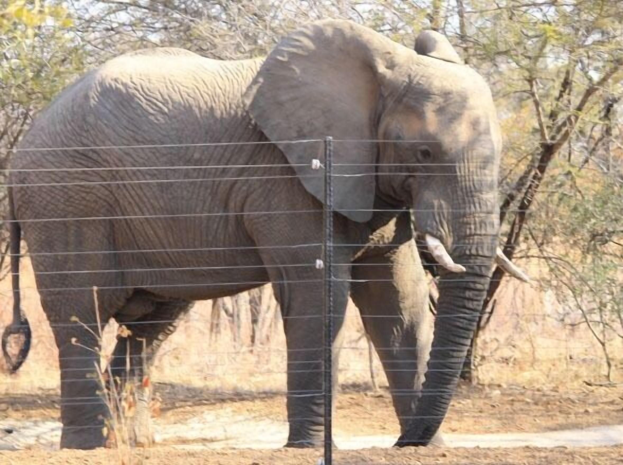 An elephant standing behind a wire fence in a dry, open area with sparse trees.