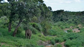 Safari