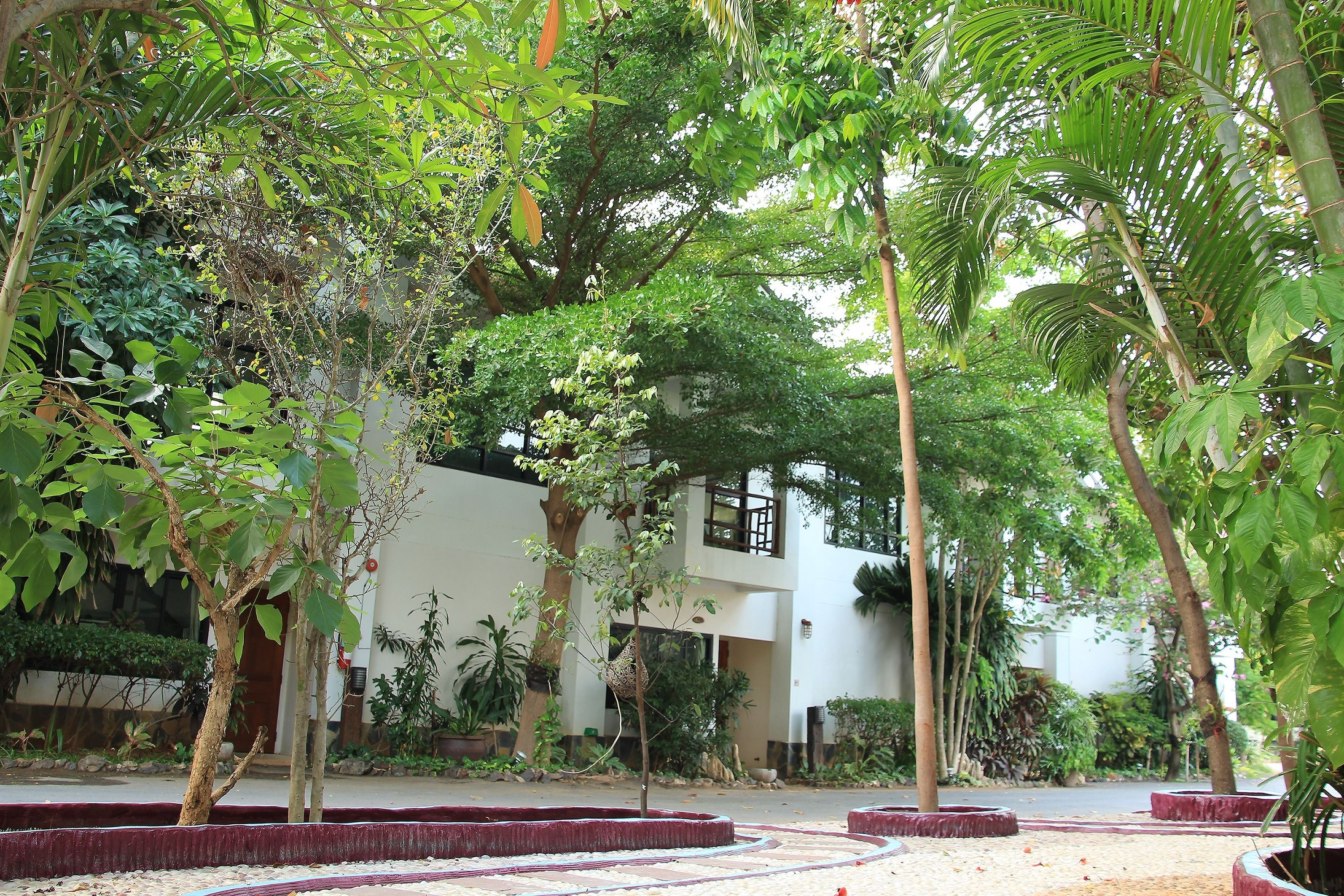 Une cour agrémentée de divers arbres et plantes, un bâtiment à la façade blanche et un chemin pavé.