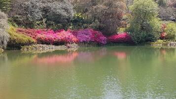 A calm lake with a reflection of trees and shrubs, surrounded by a variety of greenery.