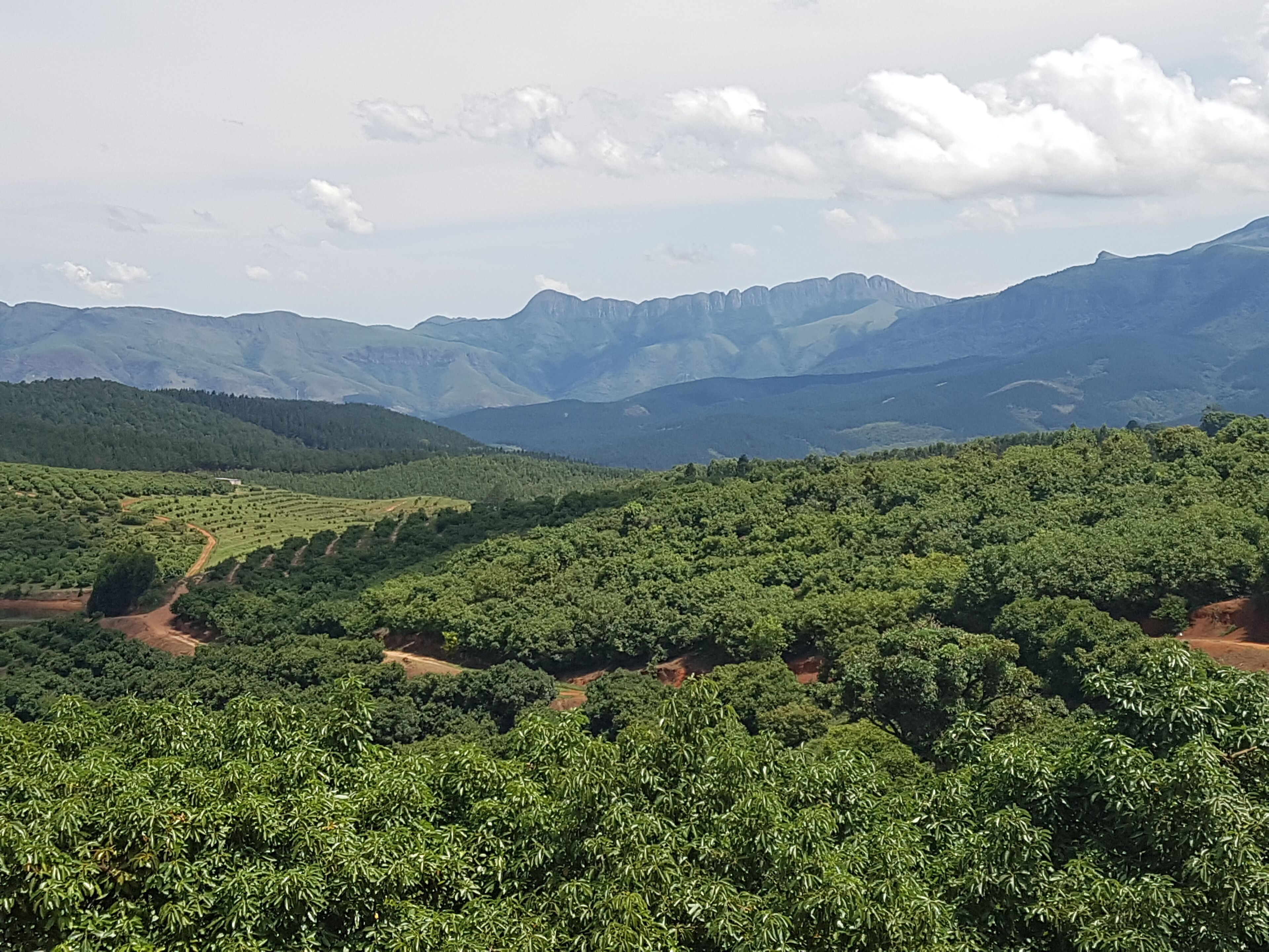 A vineyard with rows of grapevines and a mountainous backdrop.