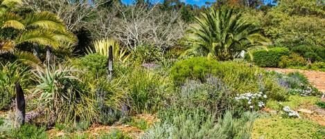 Un jardín con diversas plantas y árboles, entre ellos palmeras y arbustos.