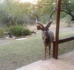 Ein Gehege für Wildtiere, in dem ein großes Antilop steht, nahe an einem Holzzaun.