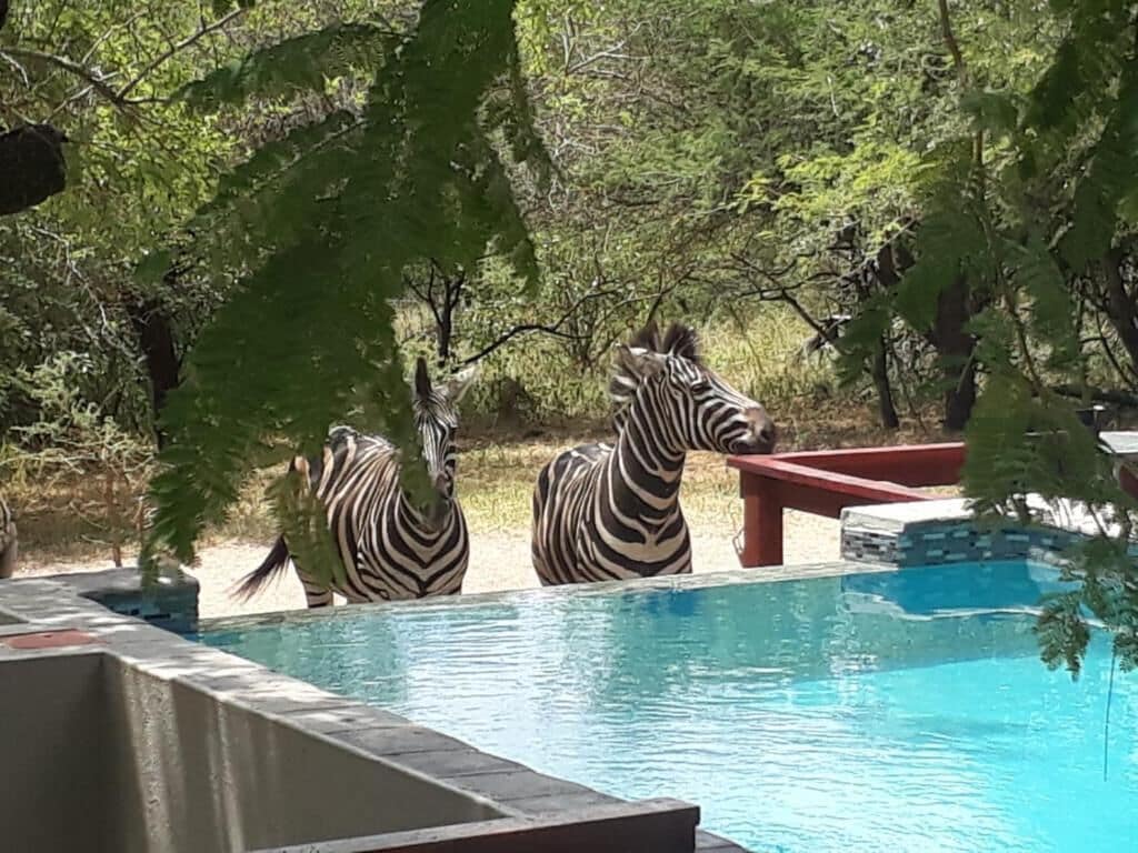 Two zebras near a pool with trees in the background.