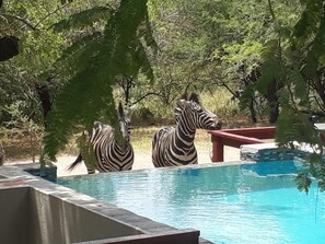 2 outdoor pools, pool loungers - Turaco Lodge (Nkomazi)