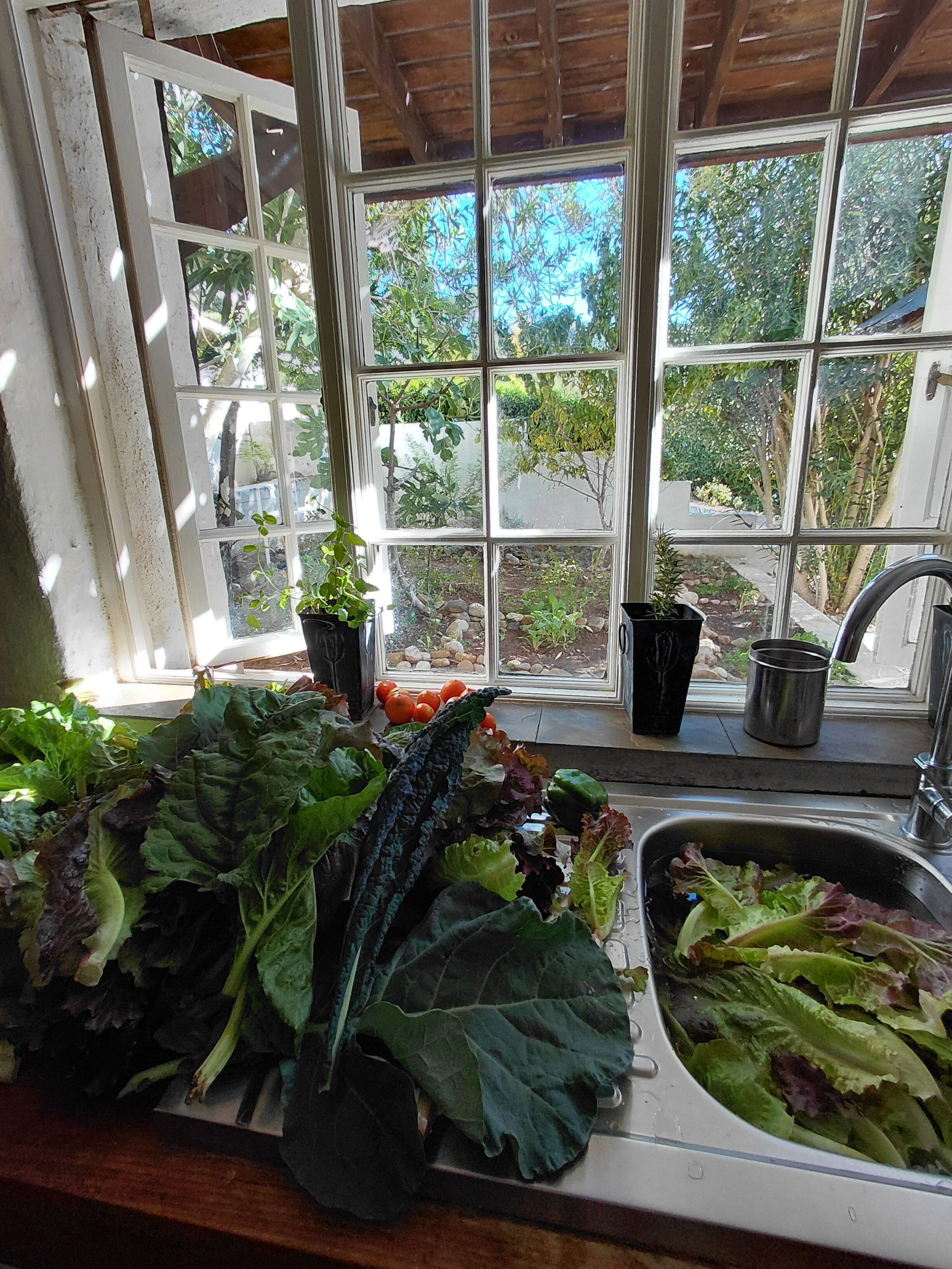 A kitchen with a window view, a sink, and various vegetables.