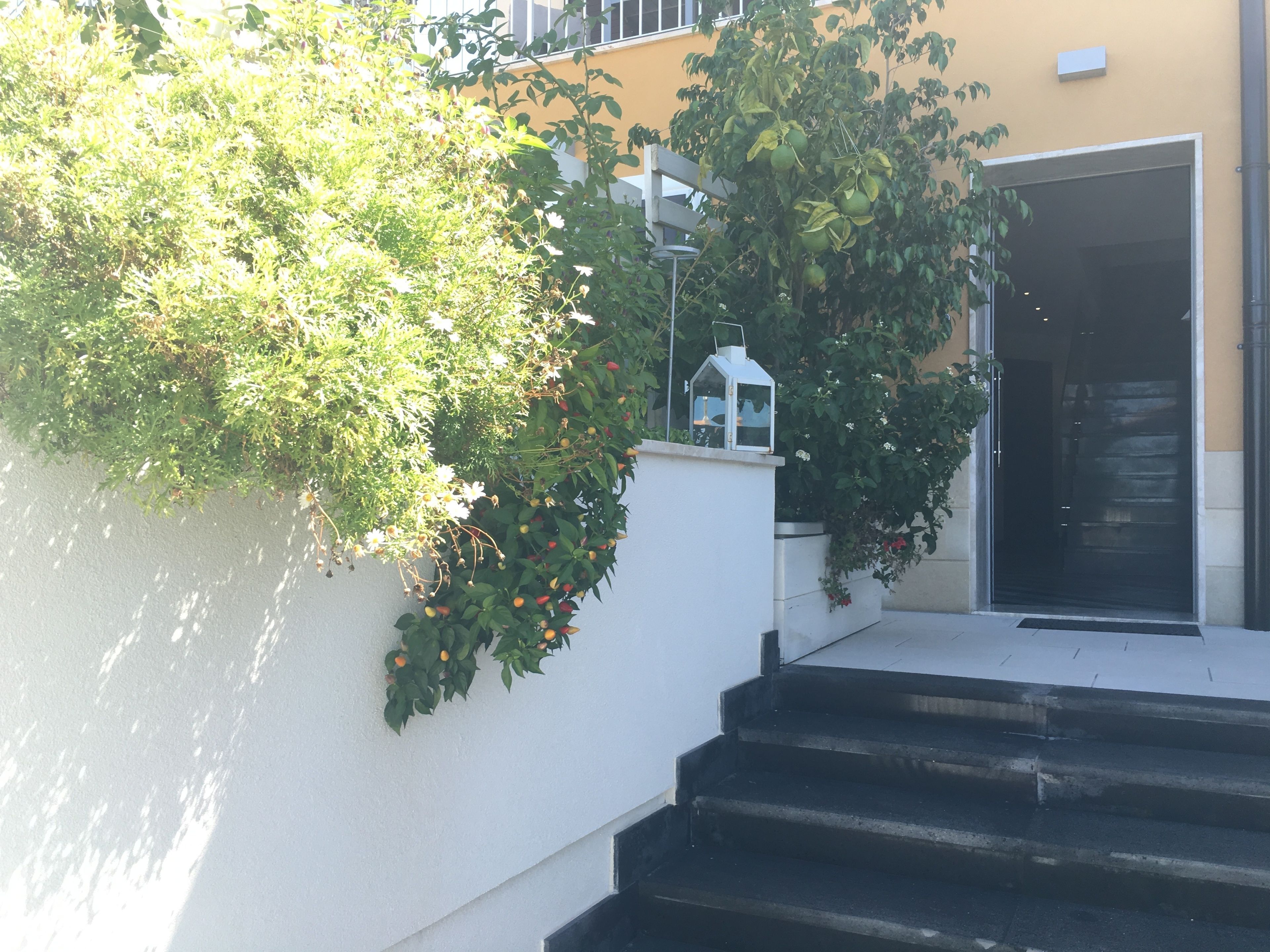 A staircase leading to a building entrance, surrounded by greenery and a white wall.