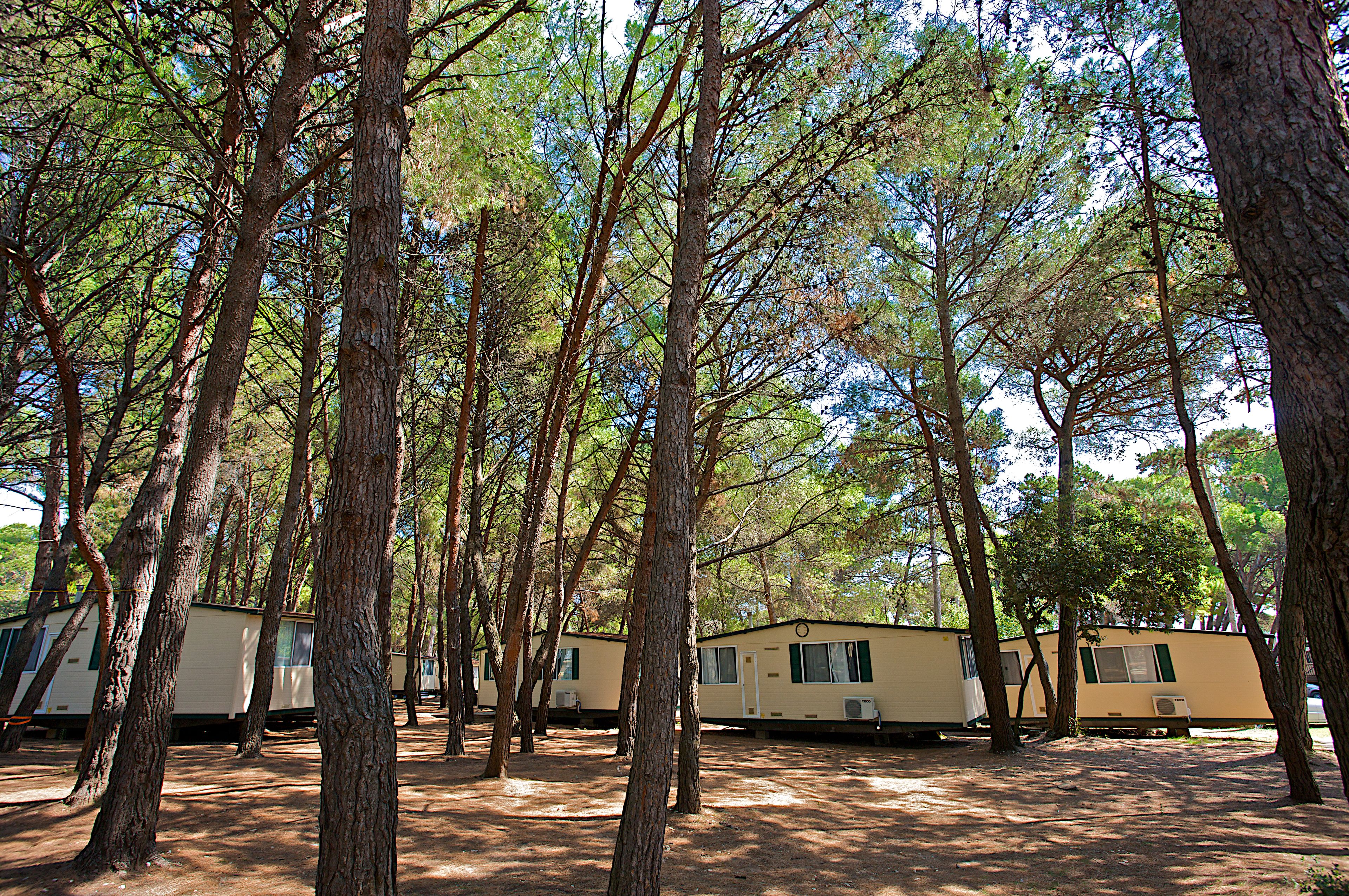 A campground with multiple mobile homes surrounded by tall pine trees.