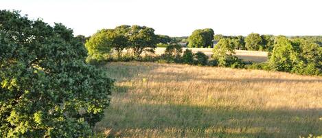 Un paysage rural avec des arbres et des champs à perte de vue.