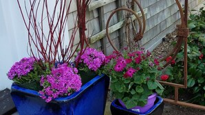 Two large blue planters with pink flowers and a rustic metal gate in the background. - The Chestnut House (Nantucket)