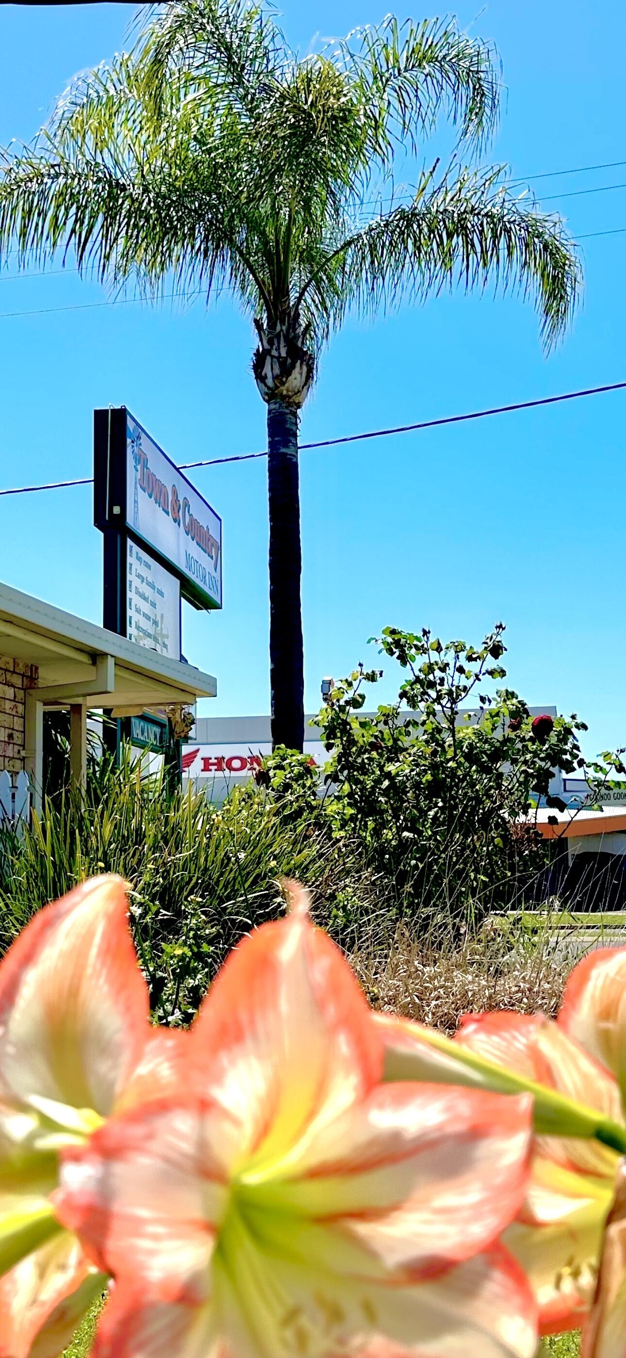 A building with a sign for 'Lynn & Cummings Motor Inn' and a palm tree in the background.