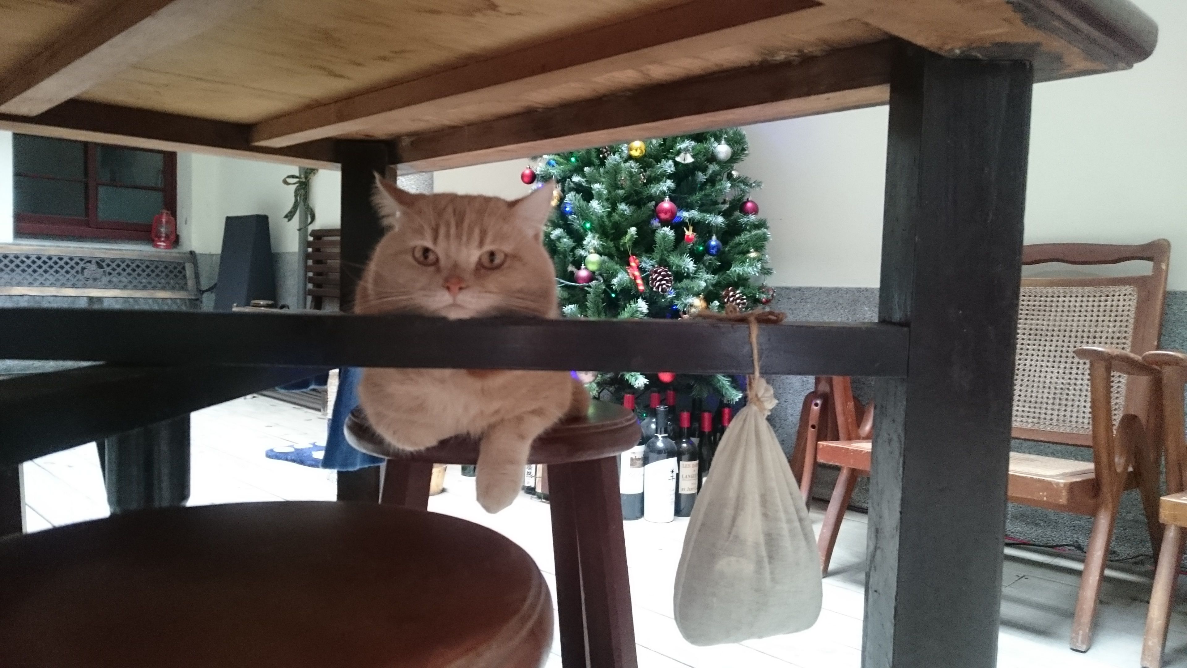 A cat hanging from a wooden table leg, a Christmas tree in the background, and a wicker chair.