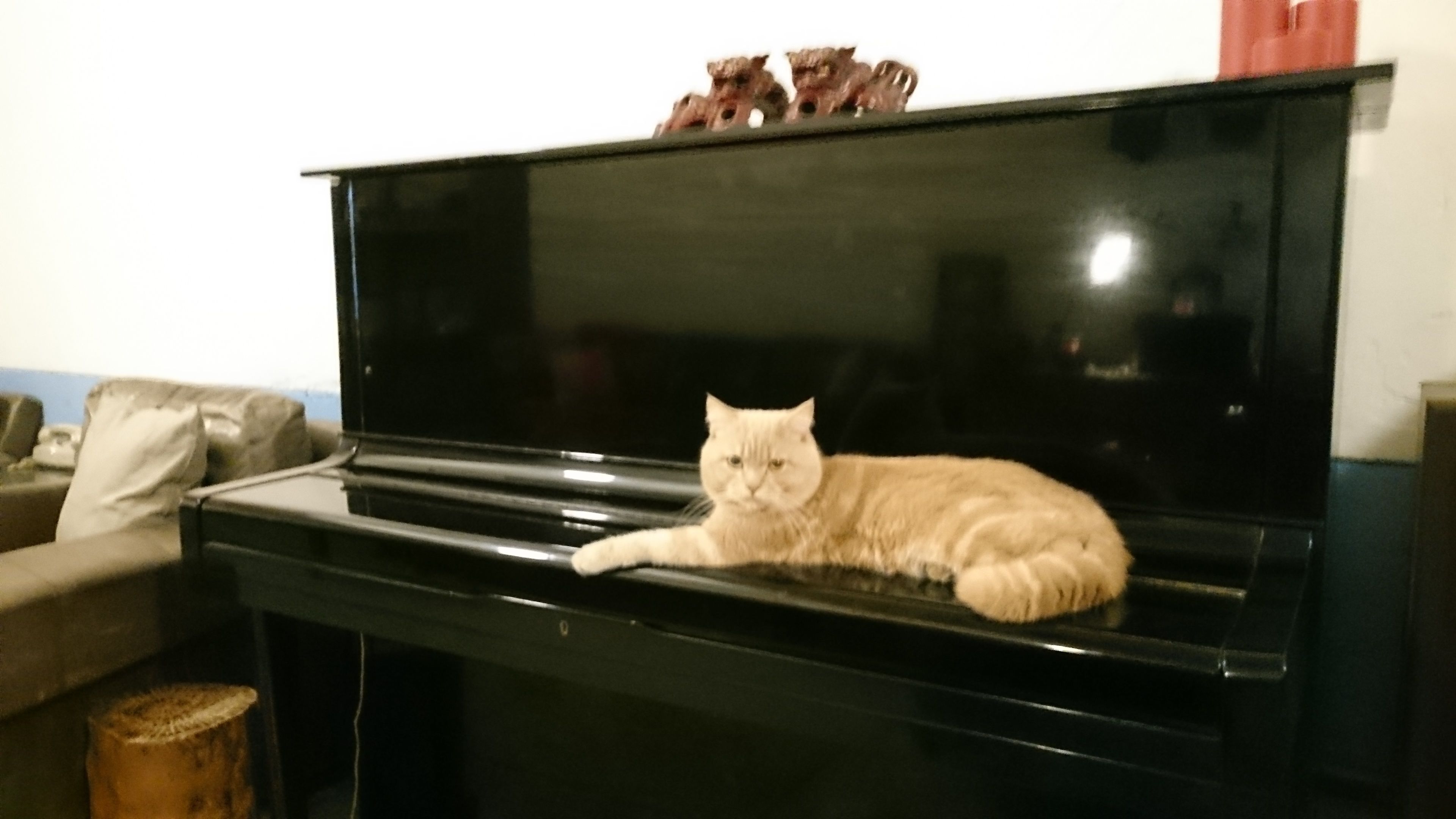 En kat ligger på et sort klaver i et rum med en beige sofa og en træskammel.